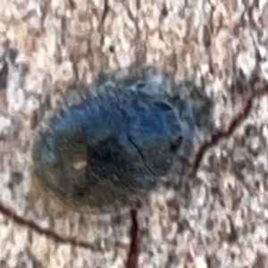 Coccinellidae (family) at Corroboree Park - 25 Mar 2024