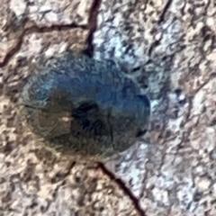 Coccinellidae (family) at Corroboree Park - 25 Mar 2024