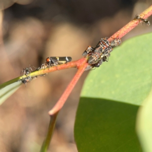 Iridomyrmex sp. (genus) at Ainslie, ACT - 25 Mar 2024