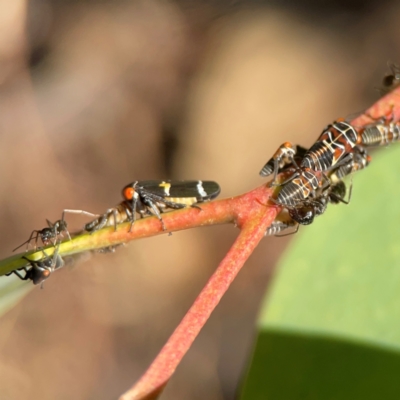 Eurymeloides punctata (Gumtree hopper) at Ainslie, ACT - 25 Mar 2024 by Hejor1