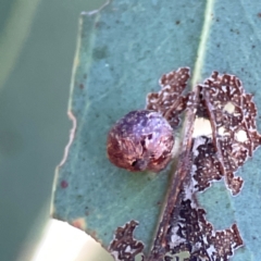 Unidentified Scale insect or Mealybug (Hemiptera, Coccoidea) at Corroboree Park - 25 Mar 2024 by Hejor1