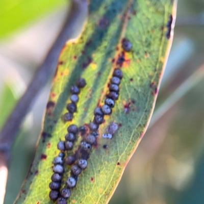 Unverified Eucalyptus Gall at Corroboree Park - 25 Mar 2024 by Hejor1