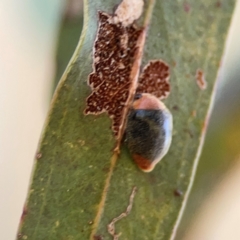 Cryptolaemus montrouzieri (Mealybug ladybird) at Ainslie, ACT - 25 Mar 2024 by Hejor1