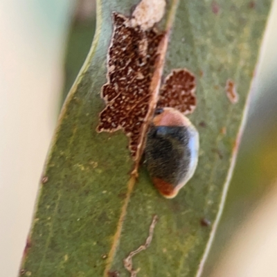 Cryptolaemus montrouzieri (Mealybug ladybird) at Corroboree Park - 25 Mar 2024 by Hejor1