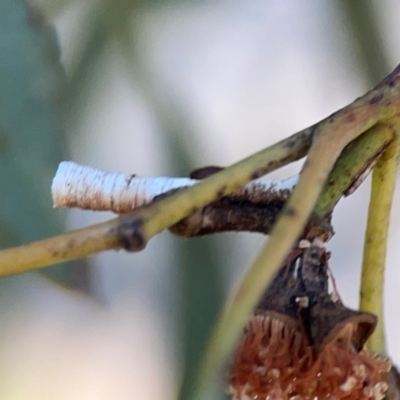 Chaetophyes compacta (Tube spittlebug) at Ainslie, ACT - 25 Mar 2024 by Hejor1