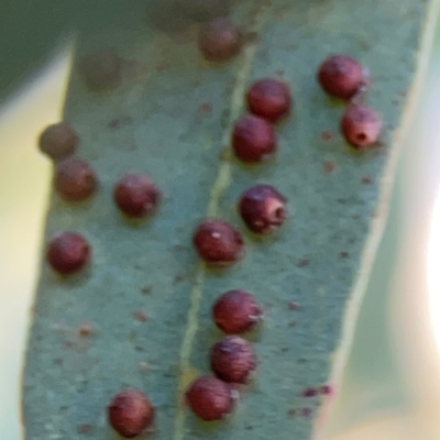 Unidentified Eucalyptus Gall at Corroboree Park - 25 Mar 2024 by Hejor1