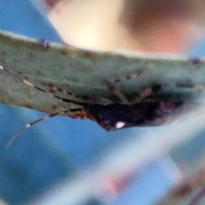 Pentatomidae (family) at Corroboree Park - 25 Mar 2024 05:23 PM