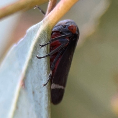 Eurymeloides lineata (Lined gumtree hopper) at Ainslie, ACT - 25 Mar 2024 by Hejor1