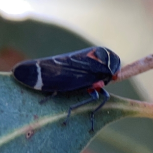 Eurymeloides lineata at Corroboree Park - 25 Mar 2024 05:21 PM