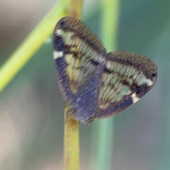 Scolypopa australis (Passionvine hopper, Fluffy bum) at Ainslie, ACT - 25 Mar 2024 by Hejor1