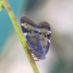 Scolypopa australis at Corroboree Park - 25 Mar 2024 05:19 PM