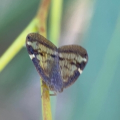 Scolypopa australis at Corroboree Park - 25 Mar 2024 05:19 PM