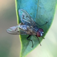 Helina sp. (genus) (Muscid fly) at Ainslie, ACT - 25 Mar 2024 by Hejor1