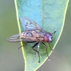 Helina sp. (genus) at Corroboree Park - 25 Mar 2024 05:09 PM