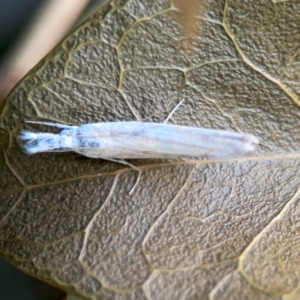 Culladia cuneiferellus at Corroboree Park - 25 Mar 2024 05:07 PM