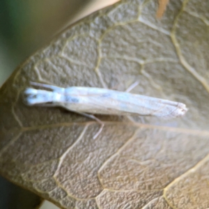 Culladia cuneiferellus at Corroboree Park - 25 Mar 2024 05:07 PM