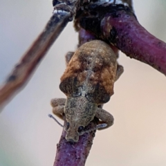 Gonipterus sp. (genus) (Eucalyptus Weevil) at Ainslie, ACT - 25 Mar 2024 by Hejor1