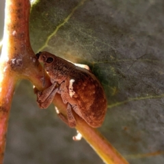 Gonipterus sp. (genus) at Corroboree Park - 25 Mar 2024