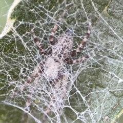 Badumna longinqua (Grey House Spider) at Corroboree Park - 25 Mar 2024 by Hejor1