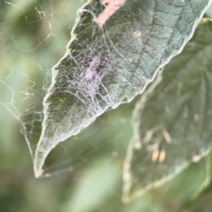 Badumna longinqua at Corroboree Park - 25 Mar 2024