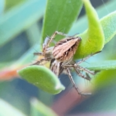 Oxyopes sp. (genus) (Lynx spider) at Ainslie, ACT - 25 Mar 2024 by Hejor1