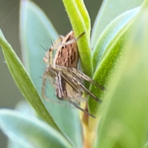 Oxyopes sp. (genus) at Corroboree Park - 25 Mar 2024 03:36 PM