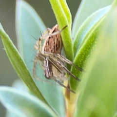 Oxyopes sp. (genus) at Corroboree Park - 25 Mar 2024