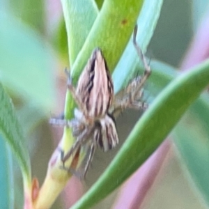 Oxyopes sp. (genus) at Corroboree Park - 25 Mar 2024 03:36 PM