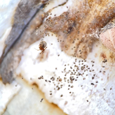 Cryptachaea veruculata (Diamondback comb-footed spider) at Ainslie, ACT - 25 Mar 2024 by Hejor1