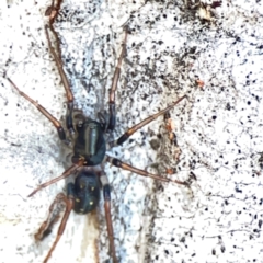 Pentasteron sp. (genus) (Ant-eating spider) at Ainslie, ACT - 25 Mar 2024 by Hejor1