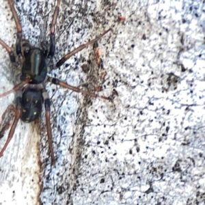 Pentasteron sp. (genus) at Corroboree Park - 25 Mar 2024