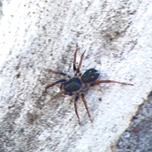 Pentasteron sp. (genus) at Corroboree Park - 25 Mar 2024