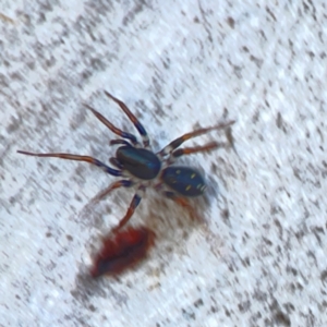 Pentasteron sp. (genus) at Corroboree Park - 25 Mar 2024