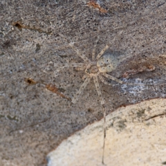 Tamopsis sp. (genus) (Two-tailed spider) at Ainslie, ACT - 25 Mar 2024 by Hejor1