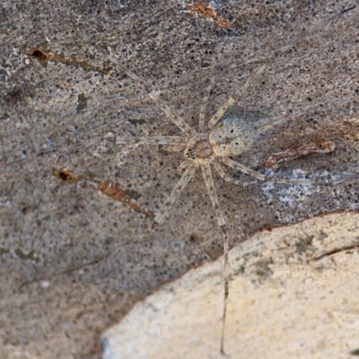 Tamopsis sp. (genus) (Two-tailed spider) at Ainslie, ACT - 25 Mar 2024 by Hejor1