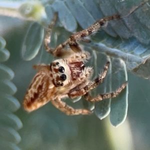 Opisthoncus serratofasciatus at Ainslie, ACT - 25 Mar 2024 04:28 PM