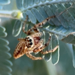 Opisthoncus serratofasciatus at Ainslie, ACT - 25 Mar 2024 04:28 PM