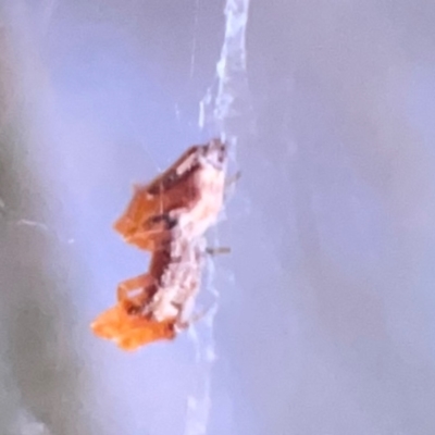 Philoponella congregabilis (Social house spider) at Ainslie, ACT - 25 Mar 2024 by Hejor1