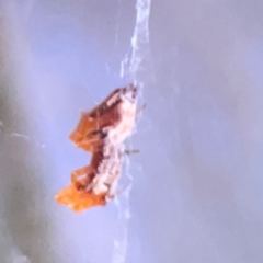 Philoponella congregabilis (Social house spider) at Ainslie, ACT - 25 Mar 2024 by Hejor1