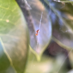 Philoponella congregabilis at Corroboree Park - 25 Mar 2024