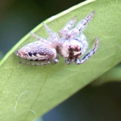 Opisthoncus sp. (genus) (Unidentified Opisthoncus jumping spider) at Ainslie, ACT - 25 Mar 2024 by Hejor1