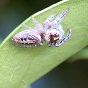 Opisthoncus sp. (genus) at Corroboree Park - 25 Mar 2024 05:07 PM