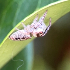 Opisthoncus sp. (genus) at Corroboree Park - 25 Mar 2024