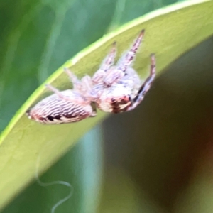 Opisthoncus sp. (genus) at Corroboree Park - 25 Mar 2024 05:07 PM