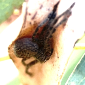 Isopeda or Isopedella sp. (genus) at Corroboree Park - 25 Mar 2024
