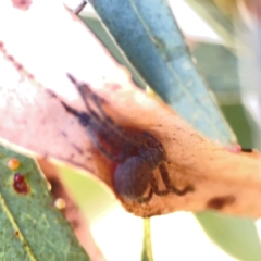 Isopeda or Isopedella sp. (genus) at Corroboree Park - 25 Mar 2024