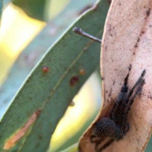 Isopeda or Isopedella sp. (genus) at Corroboree Park - 25 Mar 2024