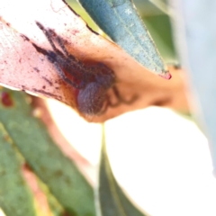 Isopeda or Isopedella sp. (genus) at Corroboree Park - 25 Mar 2024