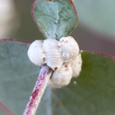 Coccoidea (superfamily) (Mealy bug or scale insect) at Corroboree Park - 25 Mar 2024 by Hejor1