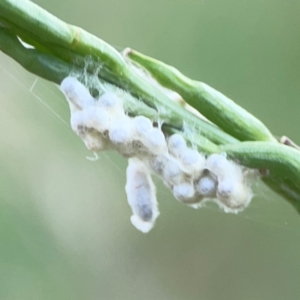 Apocrita (suborder) at Casey, ACT - 23 Mar 2024